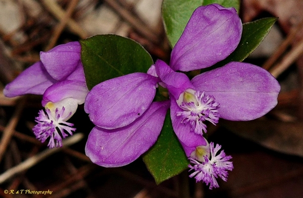 {Polygaloides paucifolia}
